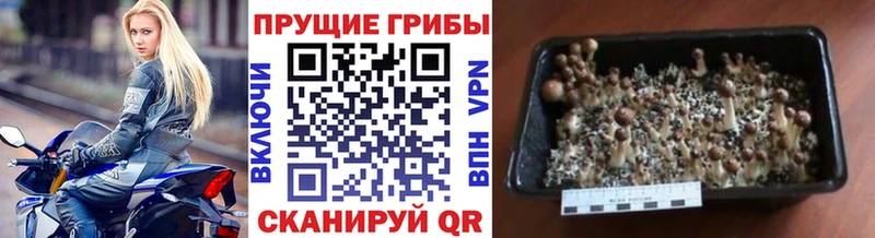 Псилоцибиновые грибы прущие грибы  Донецк 